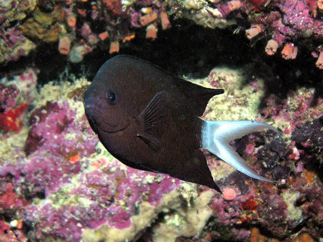 Chromis xanthura (Castagnola nera)